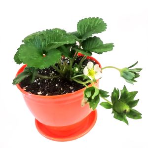 گیاه طبیعی توت فرنگی مدل c 26