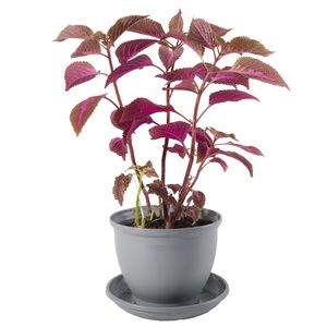 گیاه طبیعی حسن یوسف مدل p 09
