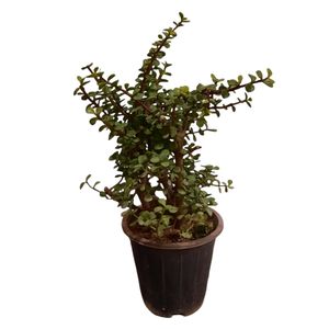 گیاه طبیعی خرفه تنه دار مدل s1