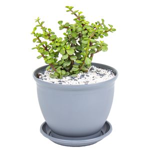 گیاه طبیعی خرفه مدل p 26