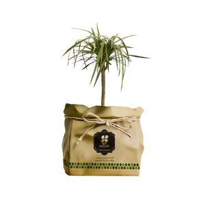 گیاه طبیعی دراسنا ابلق شرکت گلباران سبز گیلان مدل gn12 17bk