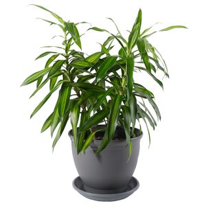 گیاه طبیعی دراسنا بلالی مدل p 03
