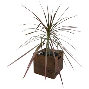 گیاه طبیعی دراسنا پرچمی ناردونه کد m01