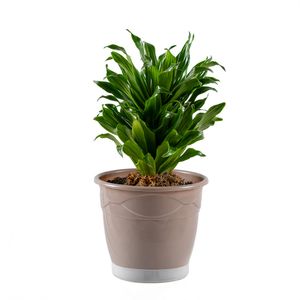 گیاه طبیعی دراسنا کامپکت مدل گلپونه