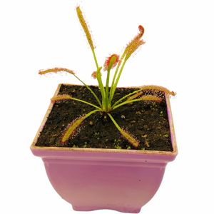 گیاه طبیعی دروزرا کپنسیس مدل dro01