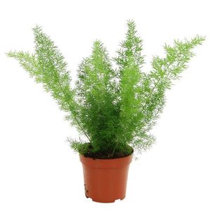 گیاه طبیعی دم روباهی مدل f 28