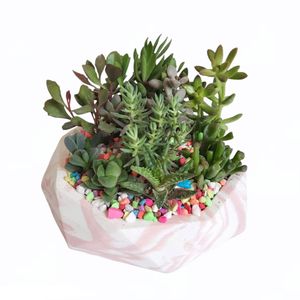 گیاه طبیعی دیش گاردن ساکولنت کد 02
