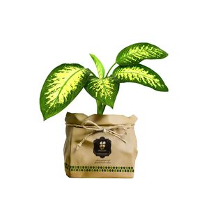 گیاه طبیعی دیفن باخیا شرکت گلباران سبز گیلان مدل gn13 15k