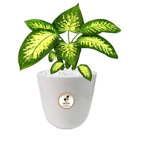 گیاه طبیعی دیفن باخیا شرکت گلباران سبز گیلان مدل gn13 15l