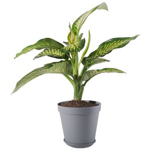 گیاه طبیعی دیفن باخیا مدل p 27