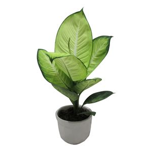 گیاه طبیعی دیفن باخیا نئون کد m01