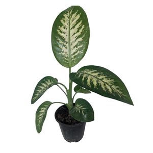 گیاه طبیعی دیفن باخیا کد g05