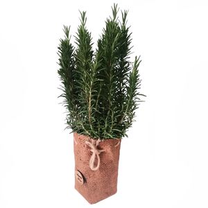 گیاه طبیعی رزماری مدل c 34