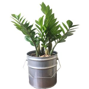 گیاه طبیعی زاموفیلیا کد zf61
