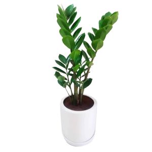 گیاه طبیعی زاموفیلیا گرین لایف مدل p1003