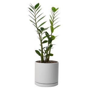 گیاه طبیعی زامیفولیا کد 5101