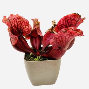 گیاه طبیعی ساراسنیا مدل  purpura