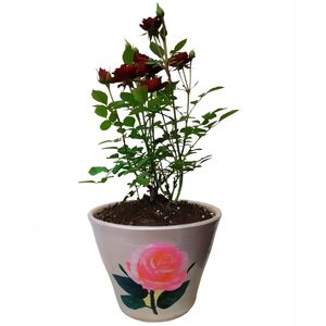 گیاه طبیعی ساناز مدل c 39