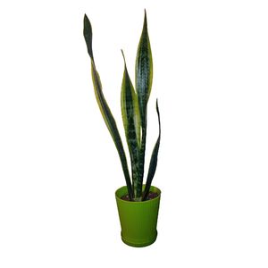 گیاه طبیعی سانسوریا ابلق مدل s m 1