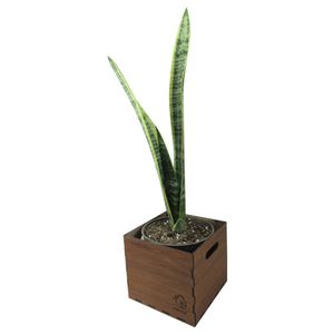 گیاه طبیعی سانسوریا شمشیری ناردونه کد ab   m01