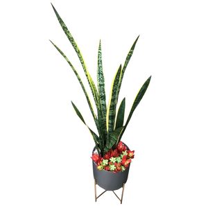گیاه طبیعی سانسوریا مدل a 19