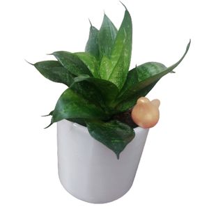 گیاه طبیعی سانسوریا مدل f 33