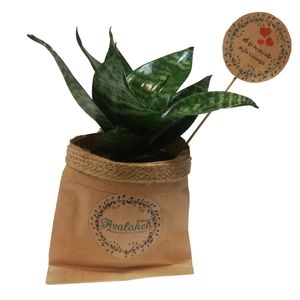 گیاه طبیعی سانسوریا مینیاتور سبز کد p.a.012