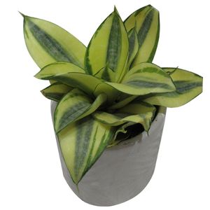 گیاه طبیعی سانسوریا کد ab   m02