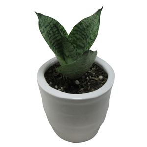 گیاه طبیعی سانسوریا کد sa   s01