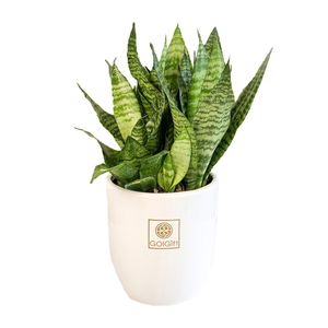 گیاه طبیعی سانسوریا کراواتی سبز گل گیفت کد gp002