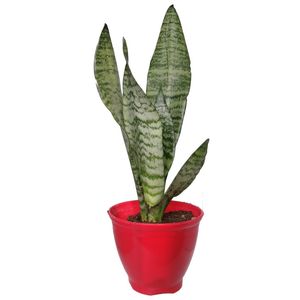 گیاه طبیعی سانسوریا کرواتی کد sp01