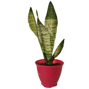 گیاه طبیعی سانسوریا کرواتی کد sp04