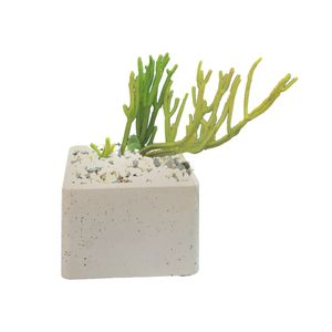 گیاه طبیعی ساکلونت بند کفشی مدل sh 4