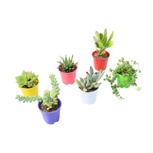 گیاه طبیعی ساکولنت آیدین کاکتوس کد cb 007 بسته 6 عددی