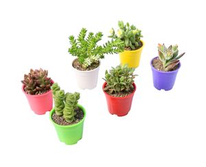 گیاه طبیعی ساکولنت آیدین کاکتوس کد cb 016 مجموعه 6 عددی