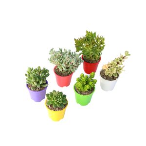 گیاه طبیعی ساکولنت آیدین کاکتوس کد cb 019 بسته 6 عددی