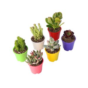 گیاه طبیعی ساکولنت آیدین کاکتوس کد cb 030 بسته 6 عددی