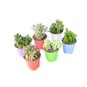 گیاه طبیعی ساکولنت آیدین کاکتوس کد cb 047 بسته 6 عددی