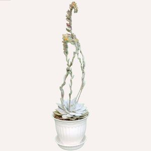 گیاه طبیعی ساکولنت اچوریا کد s03