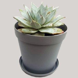 گیاه طبیعی ساکولنت اچوریا کد t01
