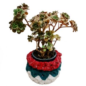 گیاه طبیعی ساکولنت مخملی مدل d 14