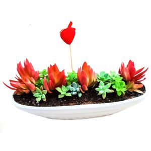 گیاه طبیعی ساکولنت مدل a 18
