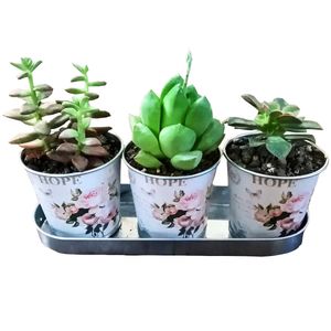 گیاه طبیعی ساکولنت مدل b 17 مجموعه 3 عددی