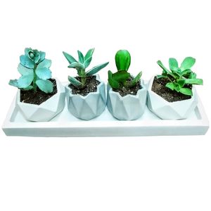 گیاه طبیعی ساکولنت مدل b 8 مجموعه 4 عددی