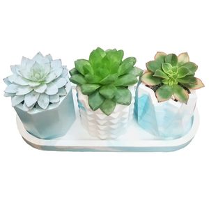 گیاه طبیعی ساکولنت مدل b 9 مجموعه 3 عددی