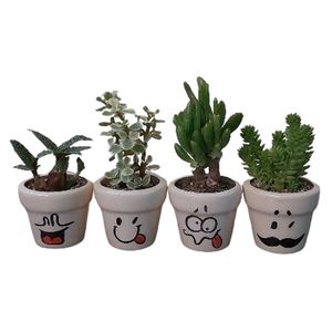گیاه طبیعی ساکولنت مدل f 02 مجموعه 4 عددی