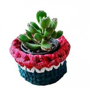 گیاه طبیعی ساکولنت پنجه خرسی مدل d 15