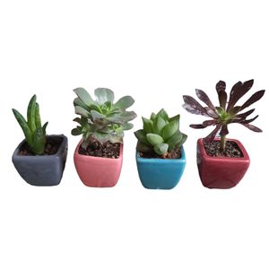 گیاه طبیعی ساکولنت کد ck 04 مجموعه 4 عددی