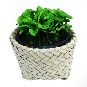 گیاه طبیعی سبزه بهار نارنج مدل c 21