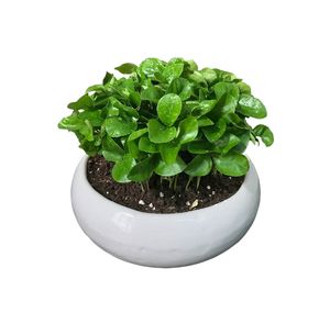 گیاه طبیعی سبزه نارنج مدل s کد 1